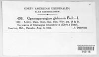 Gymnosporangium globosum image